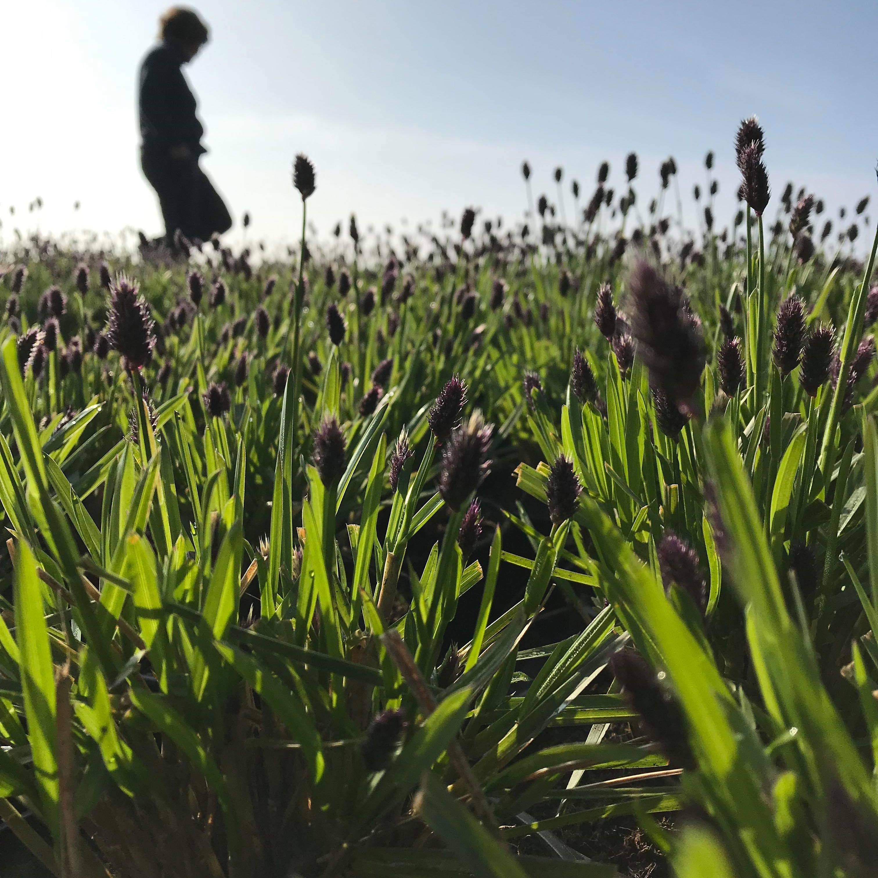Sesleria heufleriana